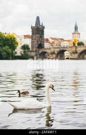 Cigno sul Fiume Vltava vicino al Ponte Carlo a Praga. bellissimo cigno bianco nuoto sul fiume Moldava a Praga. Karluv più e cigni bianchi. Gli uccelli sulla Foto Stock