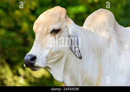 Brahman giovenca close-up di testa, viso e spalle Foto Stock