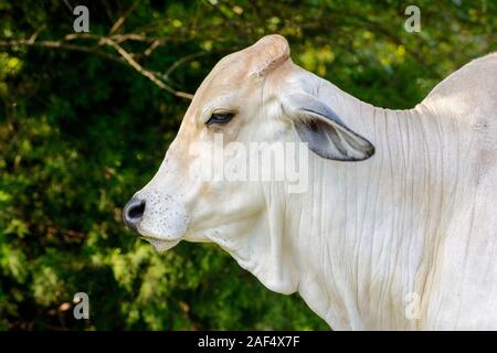 Brahman giovenca close-up di testa, viso e spalle Foto Stock