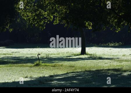 La mattina presto coperto di rugiada erba nel parco Foto Stock