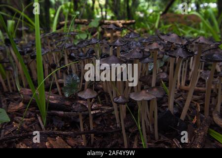 Inchiostro comune PAC Patch di funghi in una foresta (Coprinopsis atramentaria) Foto Stock