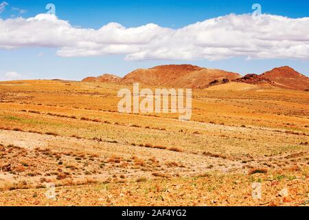 Orzo coltivate in prossimità di un villaggio Berbero in Anti atlante del Marocco, Africa del Nord. Negli ultimi anni le precipitazioni totali sono ridotti di circa il 75% Foto Stock