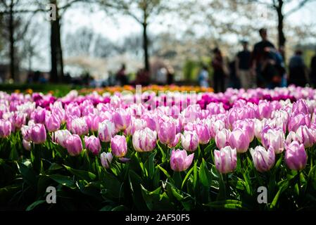 Uno dei più grandi del mondo giardini fioriti di Lisse, Paesi Bassi. Close up di fioritura aiuole di tulipani rosa Foto Stock
