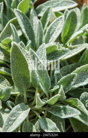 Stachys lanosi o foglie Stachys piante che creano una pianta dello sfondo. Close up. Foto Stock