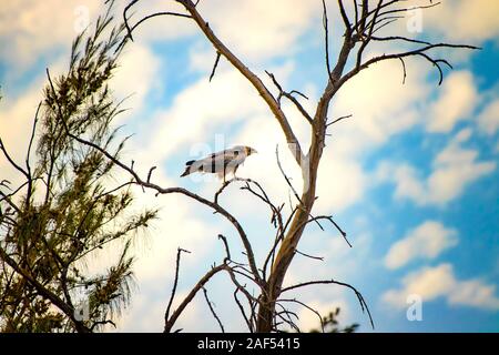 Nibbio, Milvus è in piedi sulla struttura ad albero in Senegal, Africa. Close up foto di grande aquila. È la foto della fauna selvatica. Vi è il cielo blu. Foto Stock