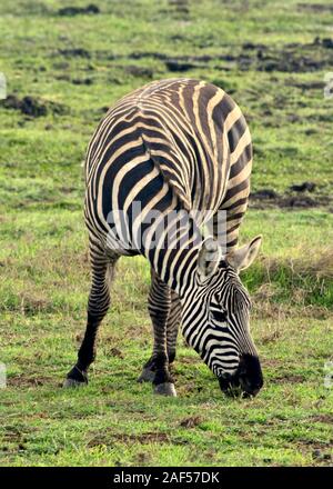 Un lone Zebra sfiora su una prateria di Amboseli con la parte anteriore rivolta verso la telecamera e il corpo che si estende all'indietro. (Equus burchelli) Foto Stock