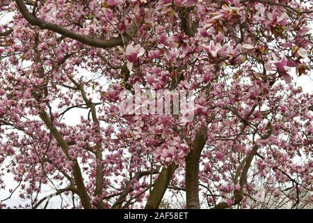 In prossimità di un grande albero con petali di rosa Foto Stock