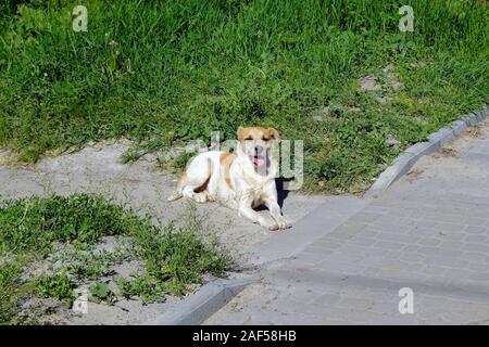 Un cane bianco con macchie marroni che si trova sulla strada con la sua linguetta sporgente. Il mongrel giace crogiolarsi al sole in estate. Foto Stock