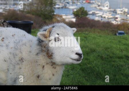 Giovane maschio Herdwick ram in Newhaven Foto Stock