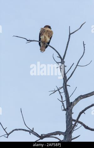 Giovani Red-tailed Hawk (Buteo jamaicensis) arruffare fino a freddo giorno di novembre, appollaiato su un vecchio knarled pioppi neri americani tree, Castle Rock Colorado US. Foto Stock