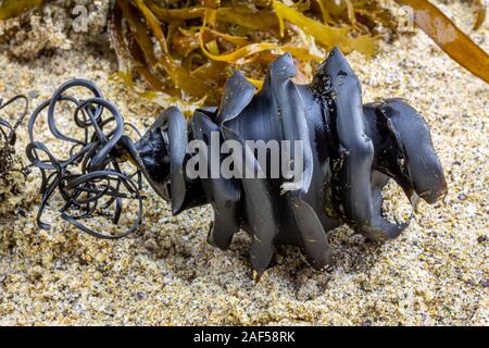 Chiudere fino a spirale di uova di squalo caso dalla famiglia dello squalo Heterodontidae lavato fino attaccato ad alghe trovato sulla spiaggia. Port Jackson squalo, Heterodontus Foto Stock