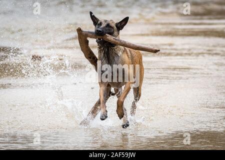 Belga cane Malinois in esecuzione in acqua con un bastone di grandi dimensioni Foto Stock