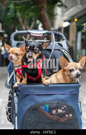 Tre Chihuahua cani di piccola taglia collocati su un carrello all'aperto Foto Stock
