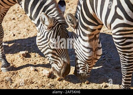 In prossimità delle teste di due zebre pascolare insieme Foto Stock