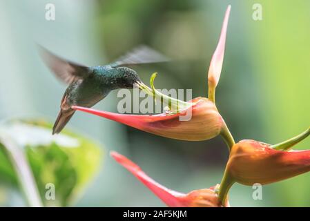 Un tetti-tailed hummingbird su una banana flower in Costa Rica Foto Stock