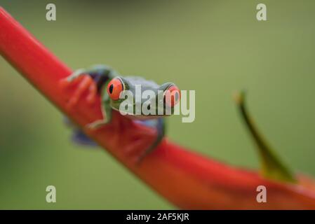 Un rosso-eyed raganella in Costa Rica Foto Stock