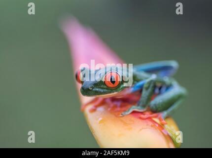 Un rosso-eyed raganella in Costa Rica Foto Stock