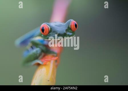 Un rosso-eyed raganella in Costa Rica Foto Stock