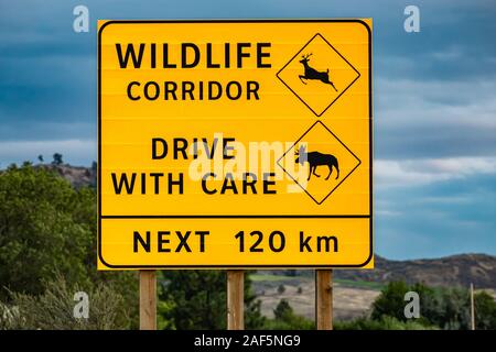 Grande giallo di avvertimento cartello stradale, corridoio, guidare con cura i prossimi 120 km. con i cervi e alci simboli, sul canadese strada rurale Foto Stock