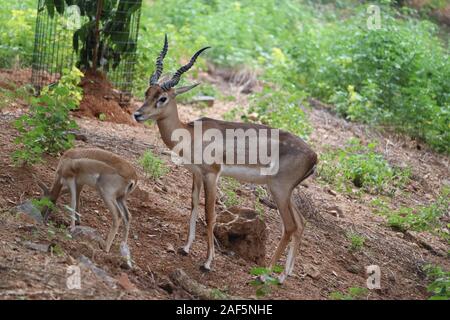 Allevamento di impala antilope in habitat naturale.Un maschio impala controlla il suo harem di femmine Foto Stock