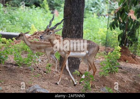 Vista posteriore di impala in piedi sul campo erboso.maschio di antilope impala in piedi sul prato ombreggiato Foto Stock