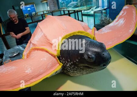 Il 10 dicembre 2019, Meclemburgo-Pomerania, Stralsund: Wolfgang Gregor, arte fondatore da Landin (Brandeburgo), prende un'impronta della pelle preparate turtle 'Marlene' per una fusione in bronzo. Nel 1965 il 2,15 metri di lunghezza e 450 kg femmina pesanti dal Mar dei Caraibi ha perso il suo titolo nel Mar Baltico. Essa ha ottenuto impigliato in una trappola di pesce a cinque chilometri da Stralsund. Una fusione in bronzo della Tartaruga Liuto saranno collocati nella nuova area entrata dopo la modernizzazione della Meeresmuseum Stralsund. Foto: Stefan Sauer/dpa-Zentralbild/dpa Foto Stock