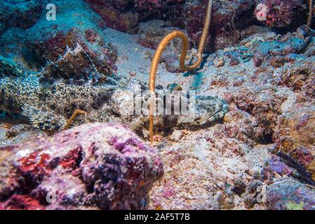 Un Pesce coccodrillo, Cymbacephalus beauforti (Knapp, 1973), che dorme sul letto del mare dove la diffusione di corallo bianco sabbia. Foto Stock