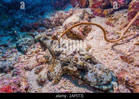 Un Pesce coccodrillo, Cymbacephalus beauforti (Knapp, 1973), che dorme sul letto del mare dove la diffusione di corallo bianco sabbia. Foto Stock