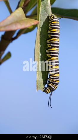 La Monarch caterpillar sul cielo blu sullo sfondo Foto Stock