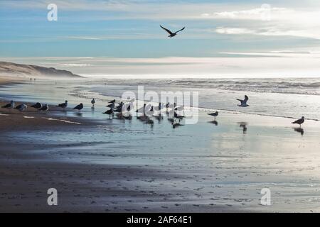 Tramonto sulla spiaggia. Oceano tempestoso e stormo di uccelli Foto Stock
