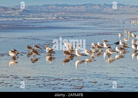 Tramonto sulla spiaggia. Oceano tempestoso e stormo di uccelli Foto Stock