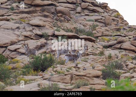 Argali pecore in Ikh Nart Riserva Naturale, Mongolia Foto Stock