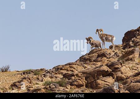 Argali pecore in Ikh Nart Riserva Naturale, Mongolia Foto Stock