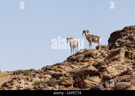 Argali pecore in Ikh Nart Riserva Naturale, Mongolia Foto Stock