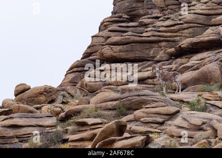 Argali pecore in Ikh Nart Riserva Naturale, Mongolia Foto Stock