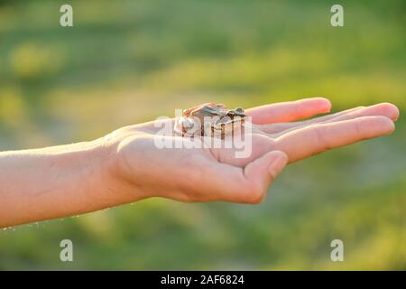 Close-up di piccola rana verde seduta sulla mano ragazza Foto Stock