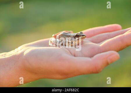 Close-up di piccola rana verde seduta sulla mano ragazza Foto Stock