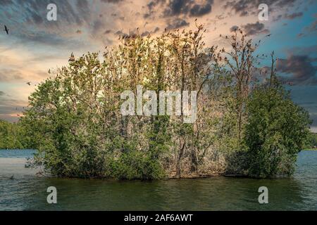 Isola Werl con grande colonia di cormorani (Phalacrocorax carbo), il lago Scharmuetzelsee, Brandeburgo, Germania Foto Stock