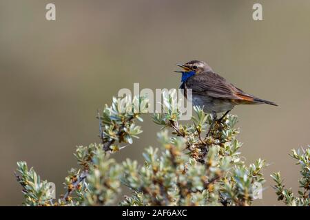 Pettazzurro (Luscinia svecica), Texel, Paesi Bassi Foto Stock