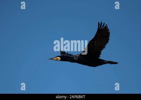 Cormorano (Phalacrocorax carbo) volando nella parte anteriore del cielo blu, Texel, Paesi Bassi Foto Stock