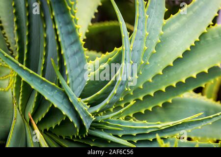 Dettagli di un verde di piante succulente Foto Stock