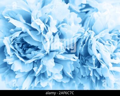 Bellezza peonia fiori come una natura sfondo classico dai toni di colore blu Foto Stock