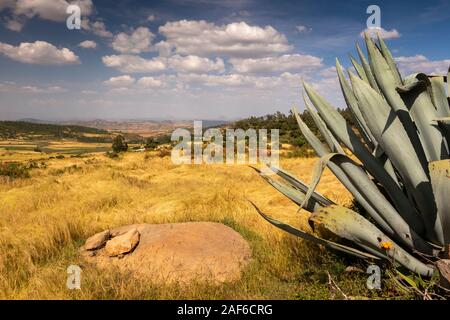 Etiopia, Tigray, Axum (Aksum), Abalanicos, tef crop pronta per il raccolto nel paesaggio agricolo Foto Stock