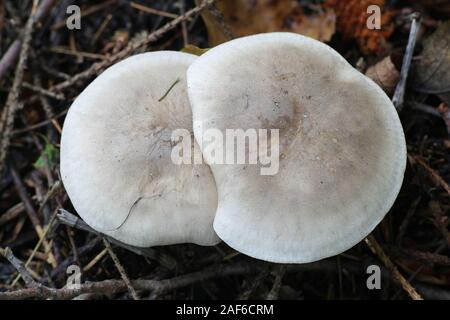 Clitocybe nebularis, noto come offuscato agaric o cloud di imbuto, funghi selvatici dalla Finlandia Foto Stock