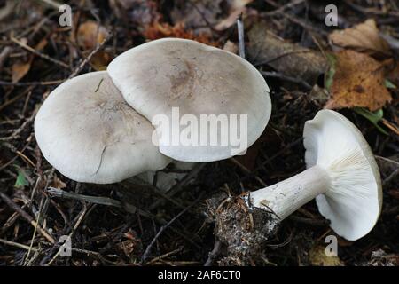 Clitocybe nebularis, noto come offuscato agaric o cloud di imbuto, funghi selvatici dalla Finlandia Foto Stock