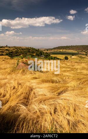 Etiopia, Tigray, Axum (Aksum), Abalanicos, tef crop pronta per il raccolto nel paesaggio agricolo Foto Stock