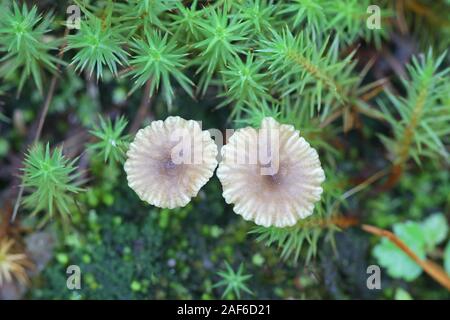 Lichenomphalia umbellifera, un fungo lichenized chiamato Heath ombelico o Lichen Agaric di funghi selvatici dalla Finlandia Foto Stock