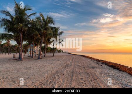 Palme sulla spiaggia di Miami Beach a sunrise, Florida. Foto Stock