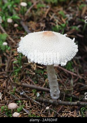 Lepiota clypeolaria, noto come lo scudo dapperling o shaggy-sgambate Lepiota, funghi tossici dalla Finlandia Foto Stock