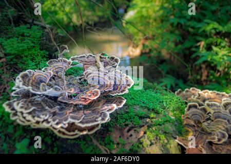 Fungo Ganoderma nella foresta Foto Stock